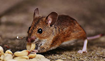 24 Hour & Emergency Exterminators in Jacksonboro, SC